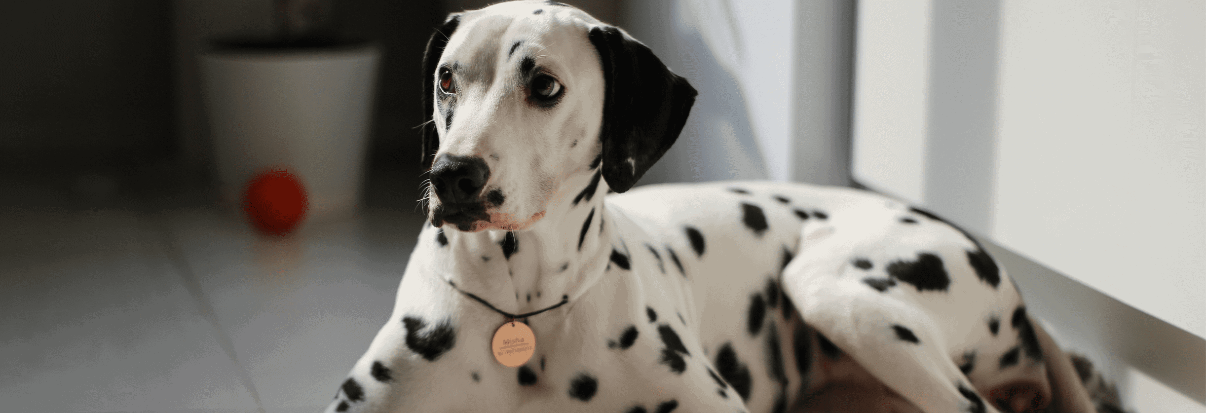 Nierproblemen bij de oudere hond
