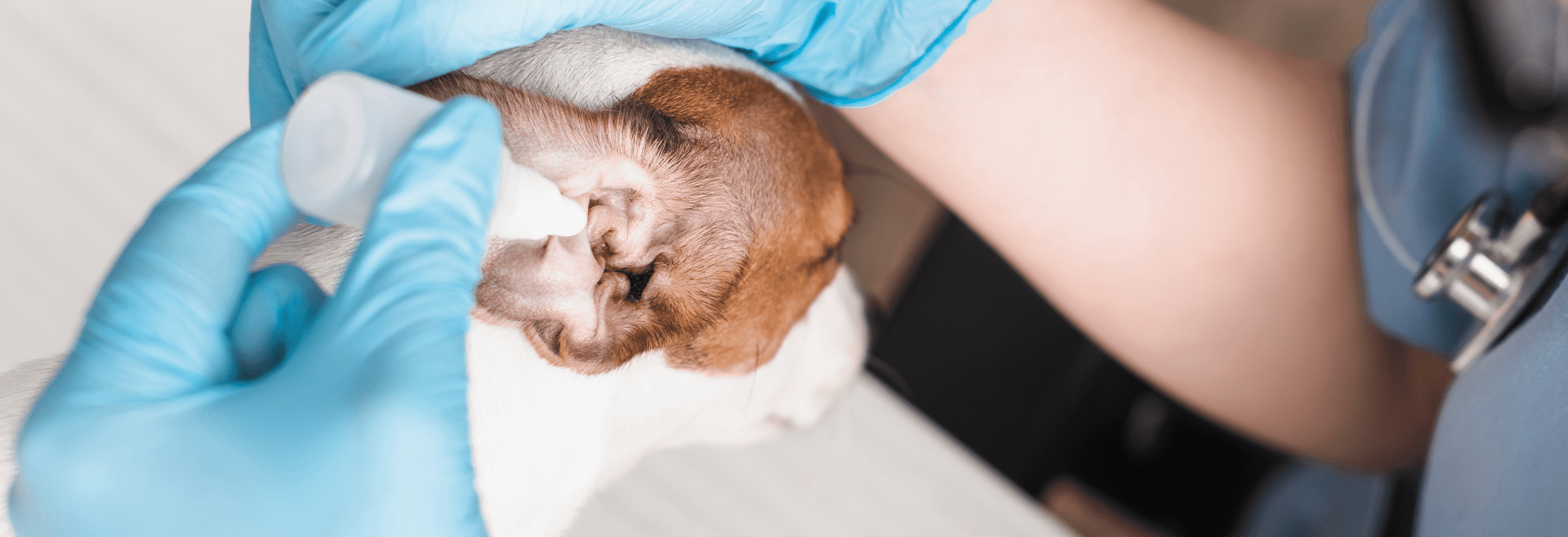 Oormijt of oorontsteking bij de hond