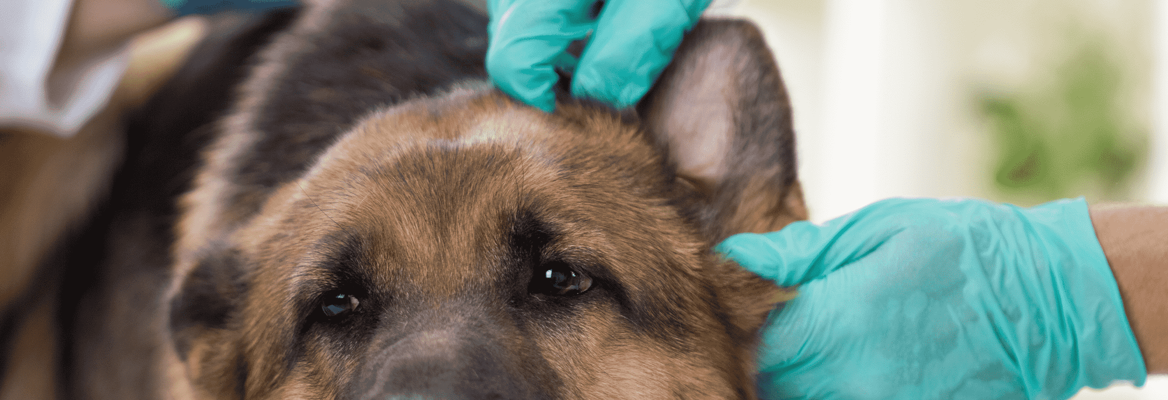 Oorproblemen bij de hond