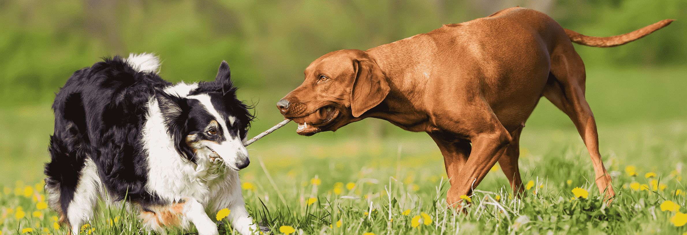 speelgoed voor oude hond