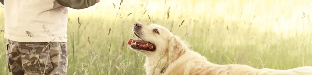 Iedere hond zijn eigen karakter
