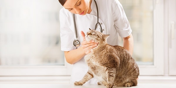 Dierenarts onderzoekt kat bij de nek