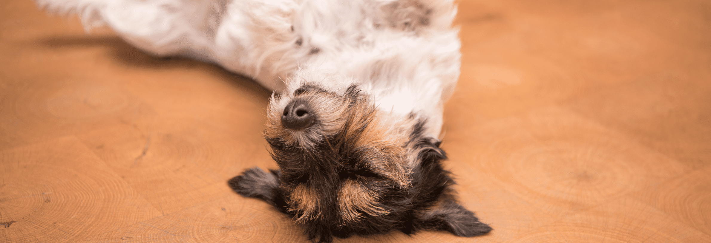 Alles over het castreren van je hond