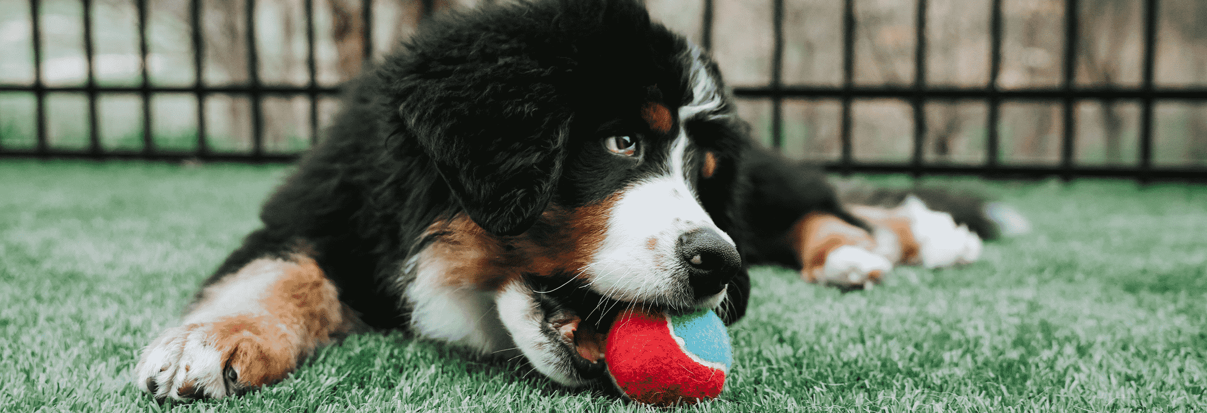 Heeft jouw hond een gezond gewicht?