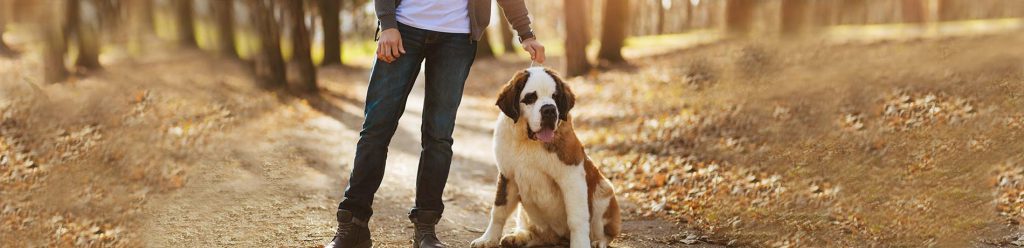 Je hond uitlaten in de herfst, pas op
