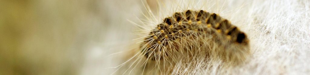 De eikenprocessierups en huisdieren
