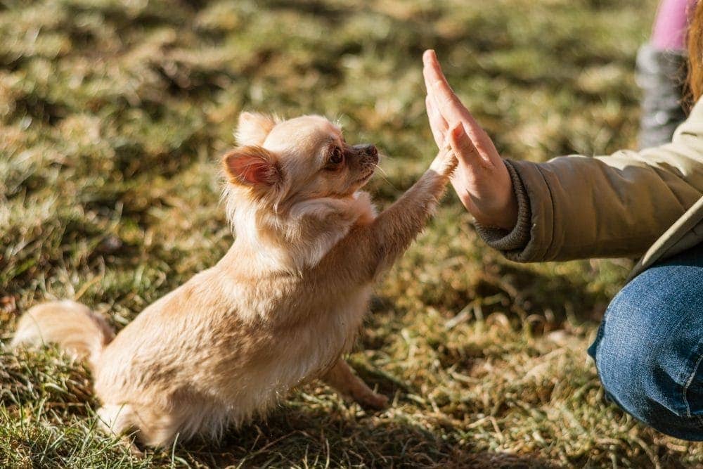aanschaf van een hond in de corona periode