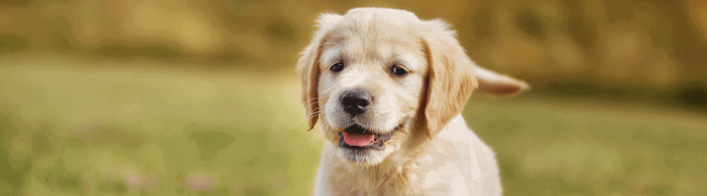 Een hond aanschaffen in de corona periode, goed idee?