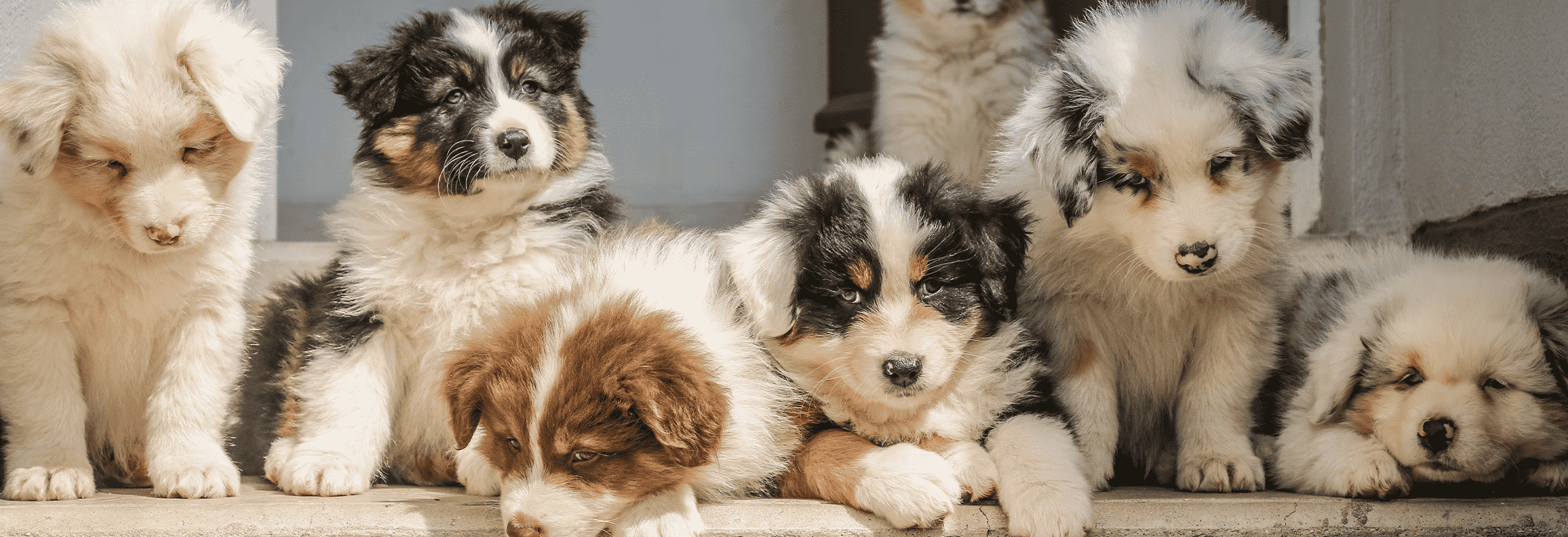 betrouwbare puppy fokkers