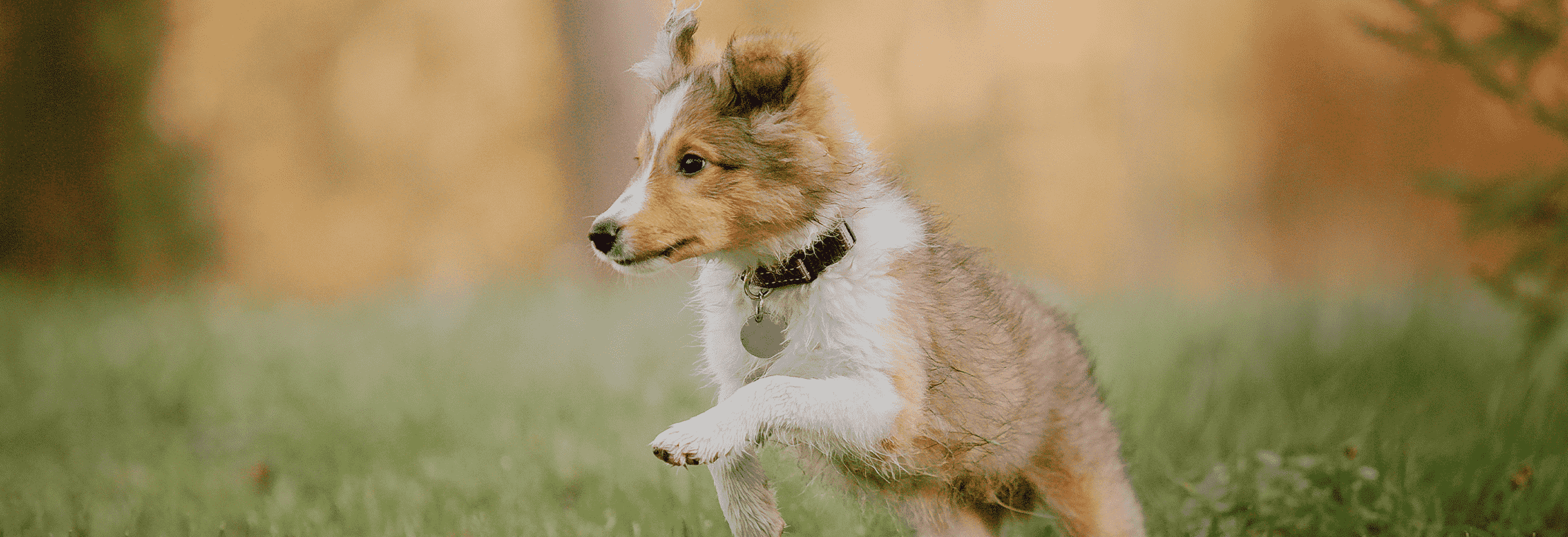 Hond kopen? Gebruik deze checklist!