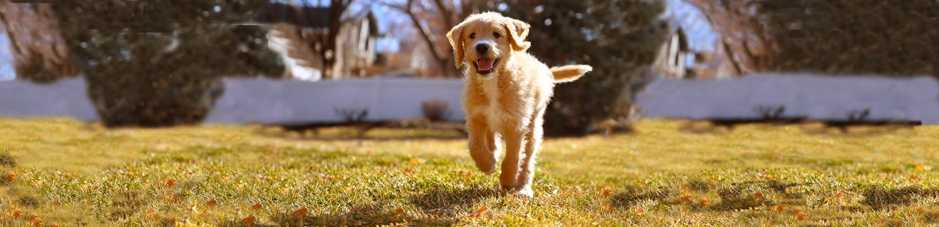 Losloopgebied in Nederland: Lekker wandelen met de hond!