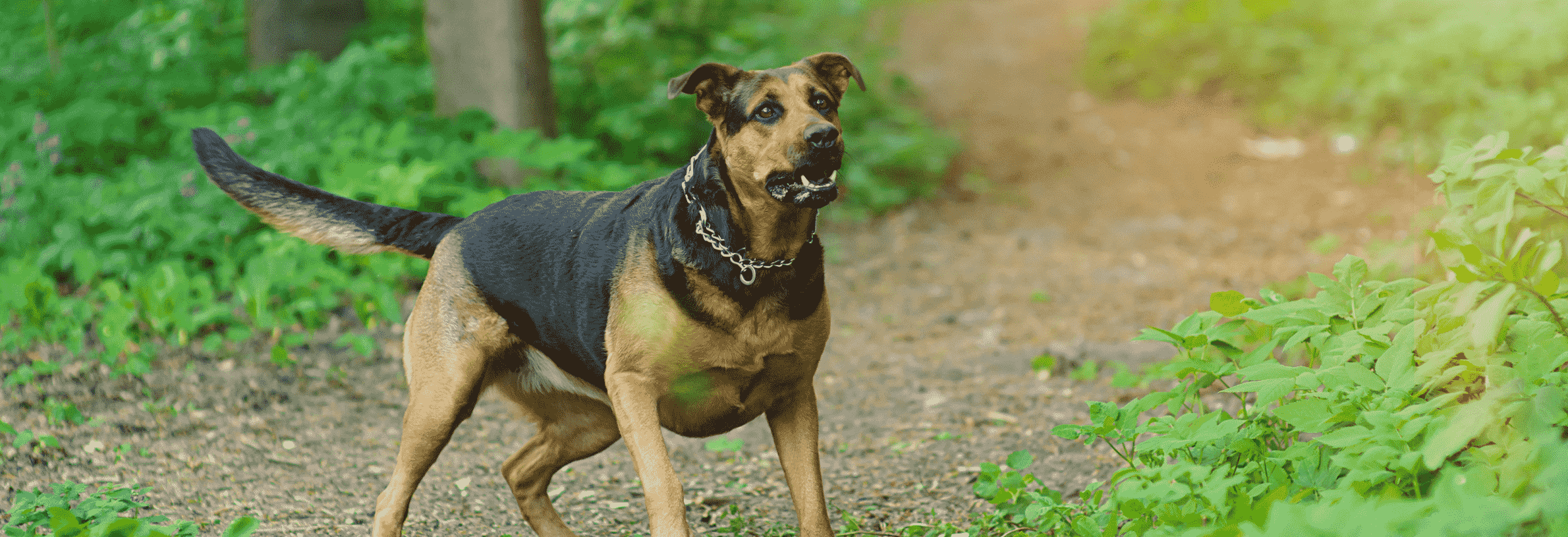 Verlatingsangst bij hond, hoe ga ik hier mee om?
