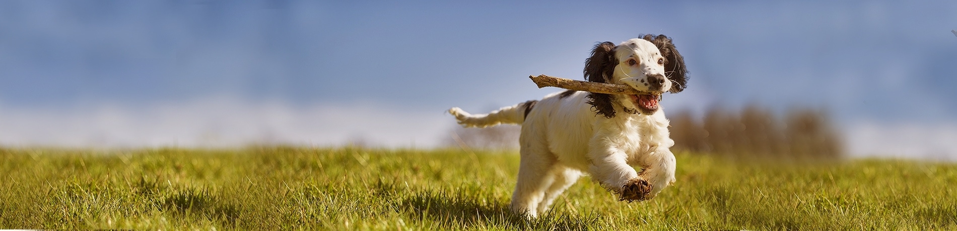 Puppycursus, heb je hier al over nagedacht?