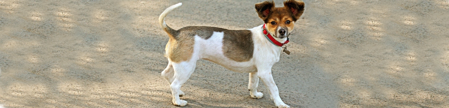 Verbrande voetzolen hond: heet onder de voetjes!