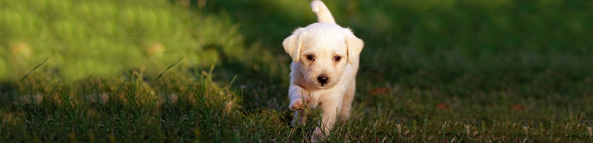 Puppy eerste dagen thuis