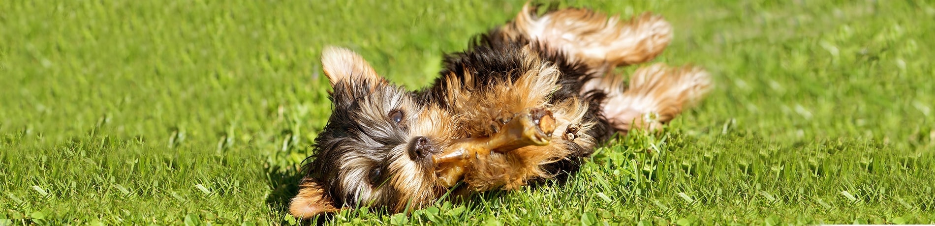 Puppy benodigdheden: Dé complete checklist!