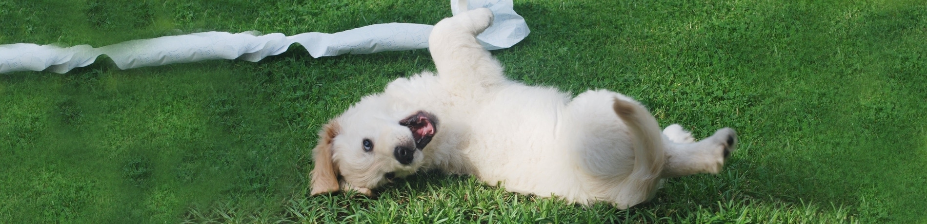 Puppy Kalender