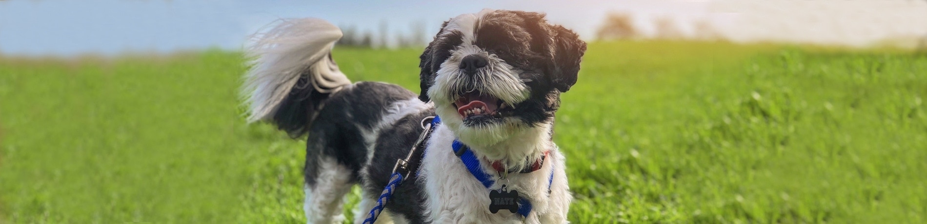 Een hond borstelen – dit is de beste aanpak