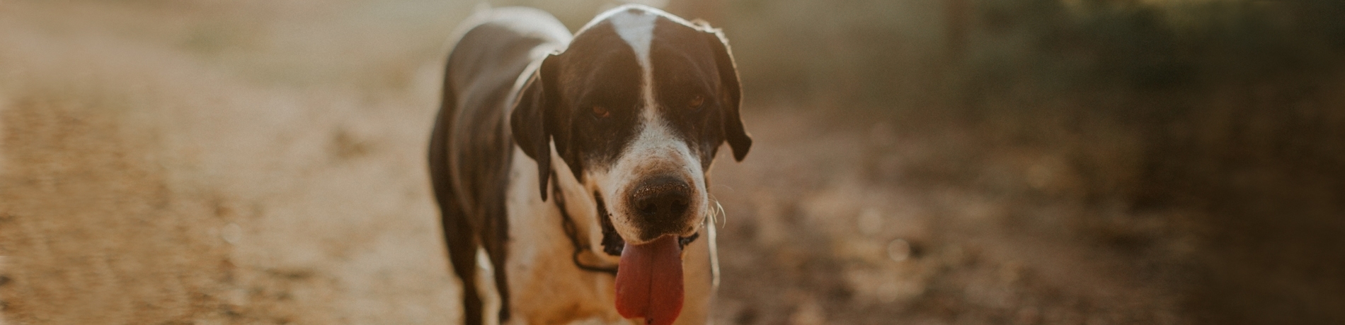 Mijn hond eet poep, help!