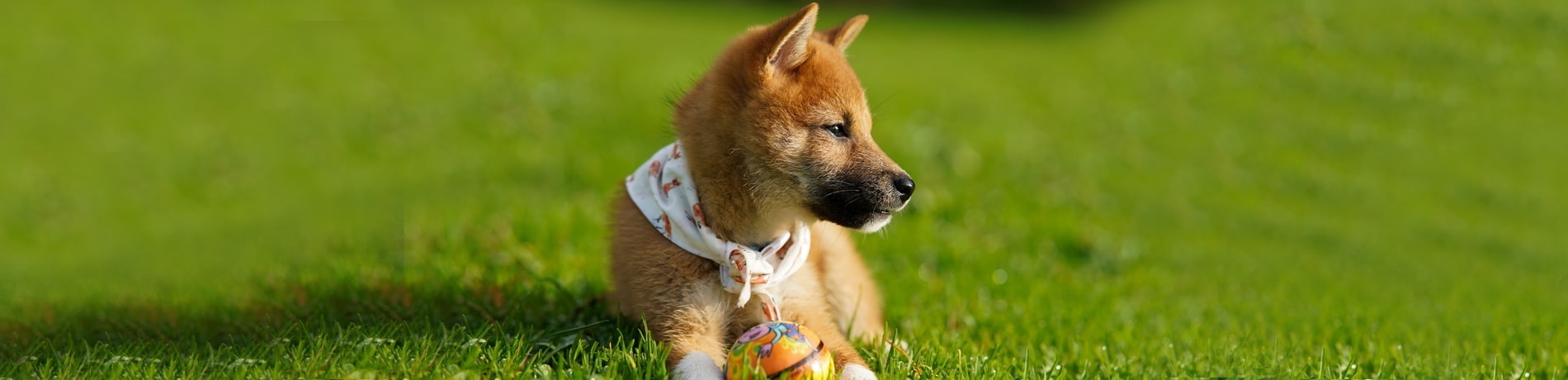Mijn hond is geslachtsrijp, en nu?