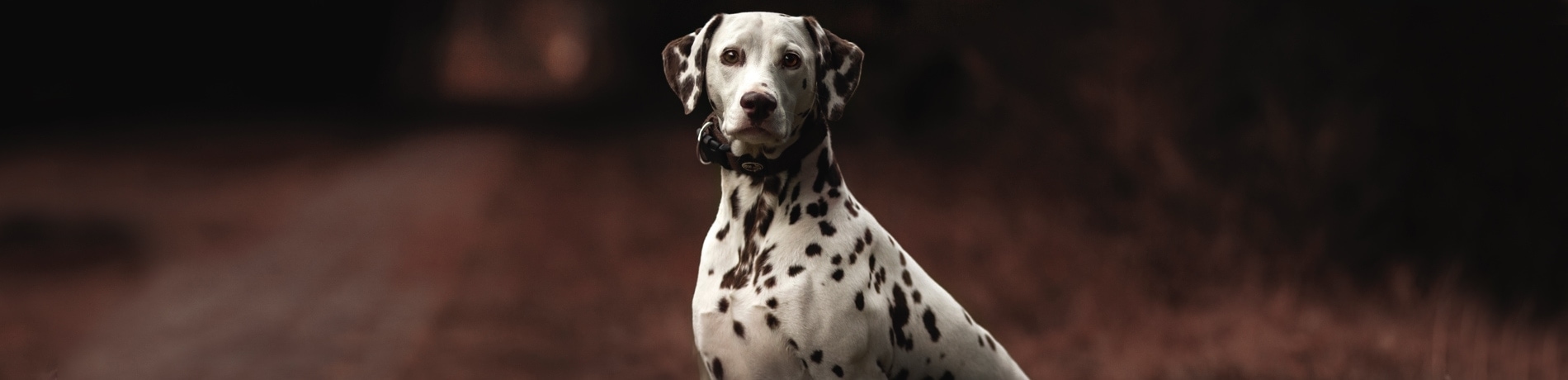 Je hond uitlaten in het donker: 7 tips!