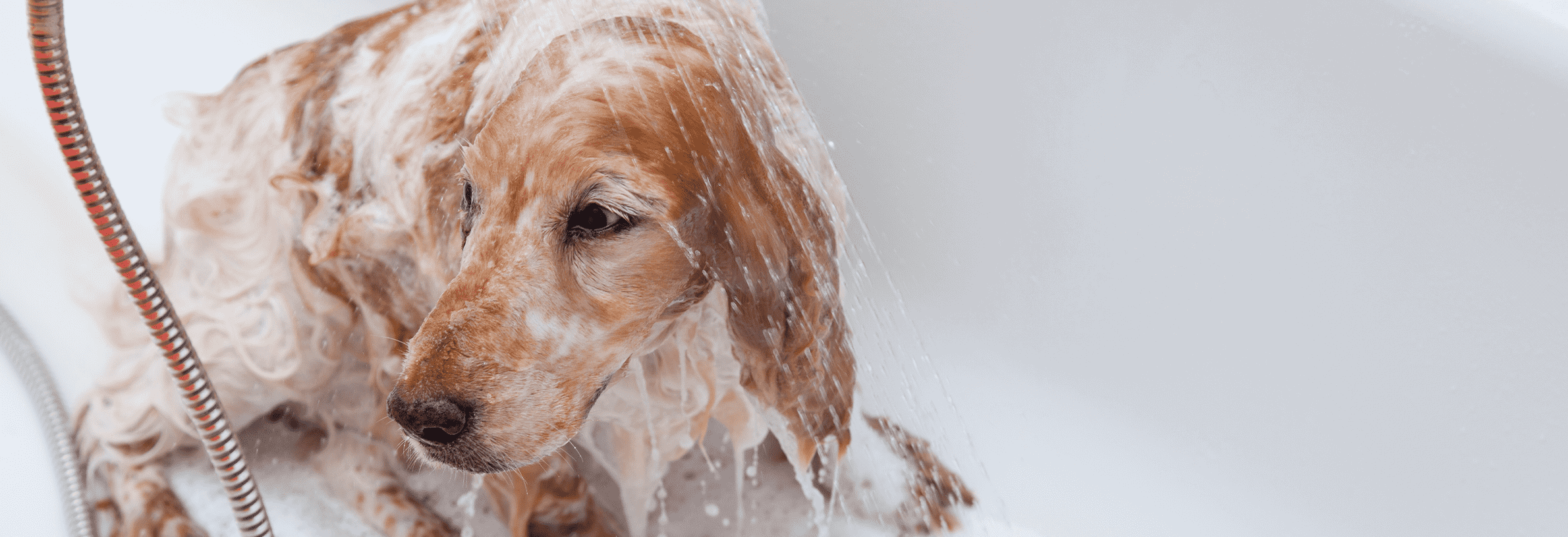 Puppy wassen: 10 tips voor een schone hond