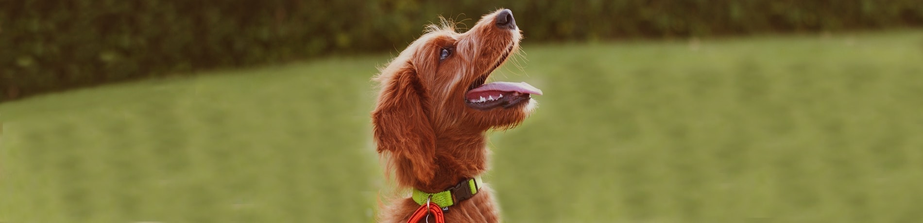 Hond corrigeren, hoe moet dat eigenlijk?