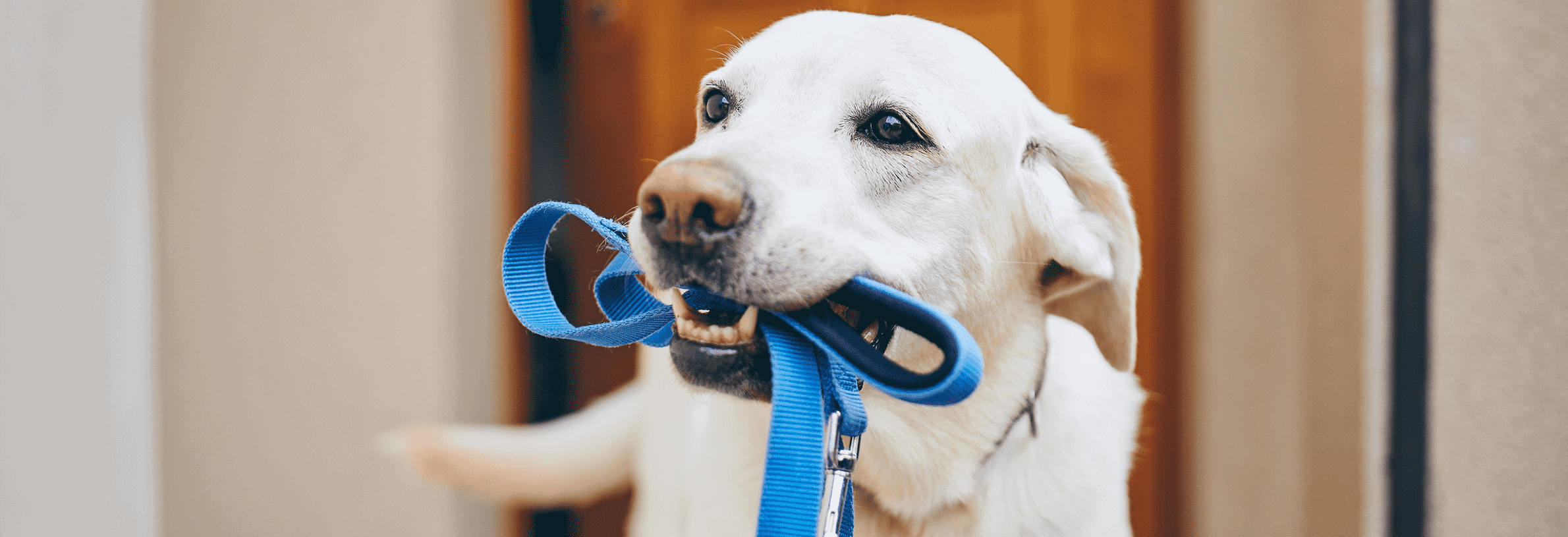 Hond aan de lijn leren lopen: zo blijf jij de baas