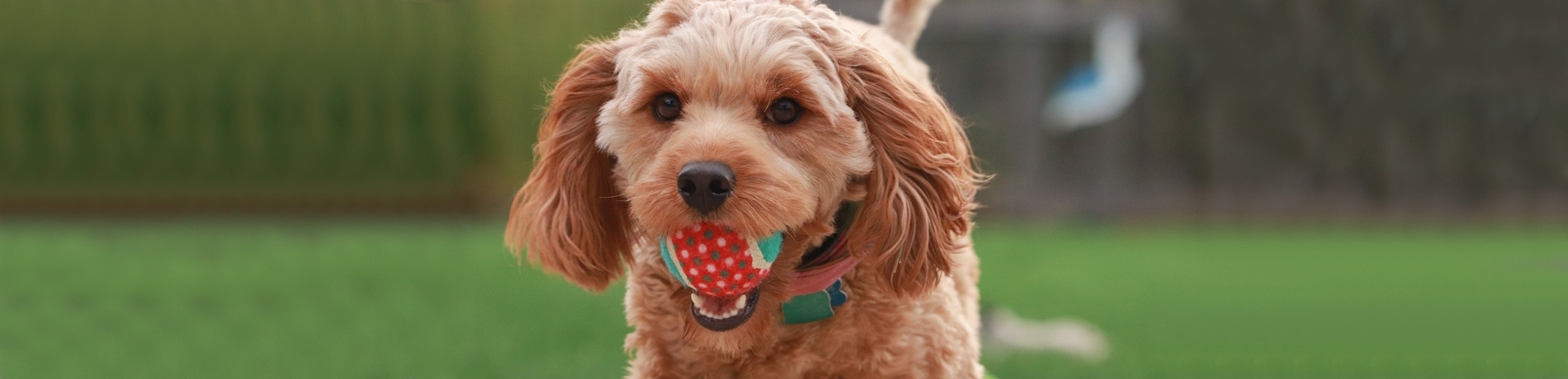 Puppy uit het asiel kopen: hier moet je op letten