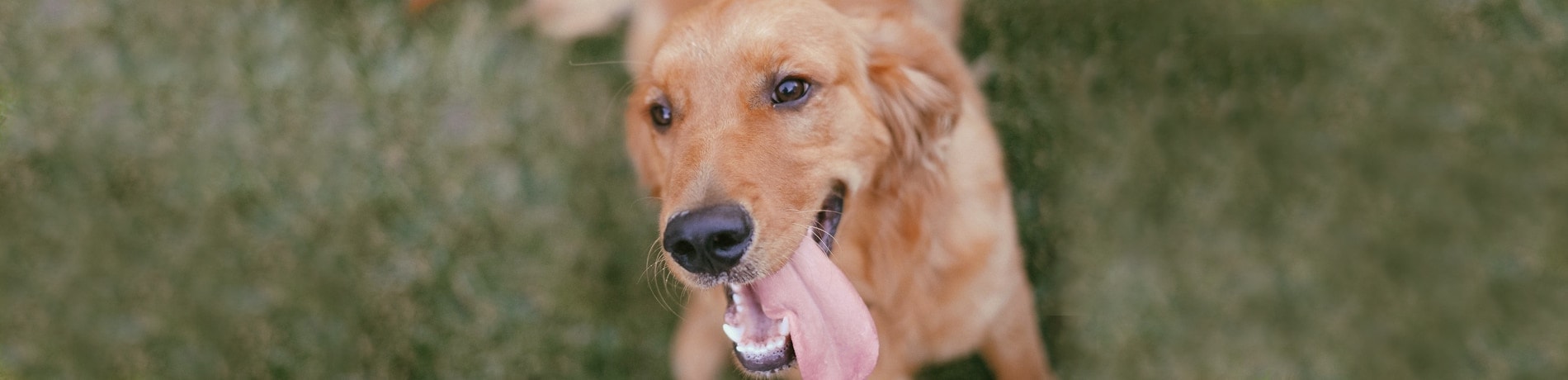Rangorde hond in gezin: hoe zit dat eigenlijk?