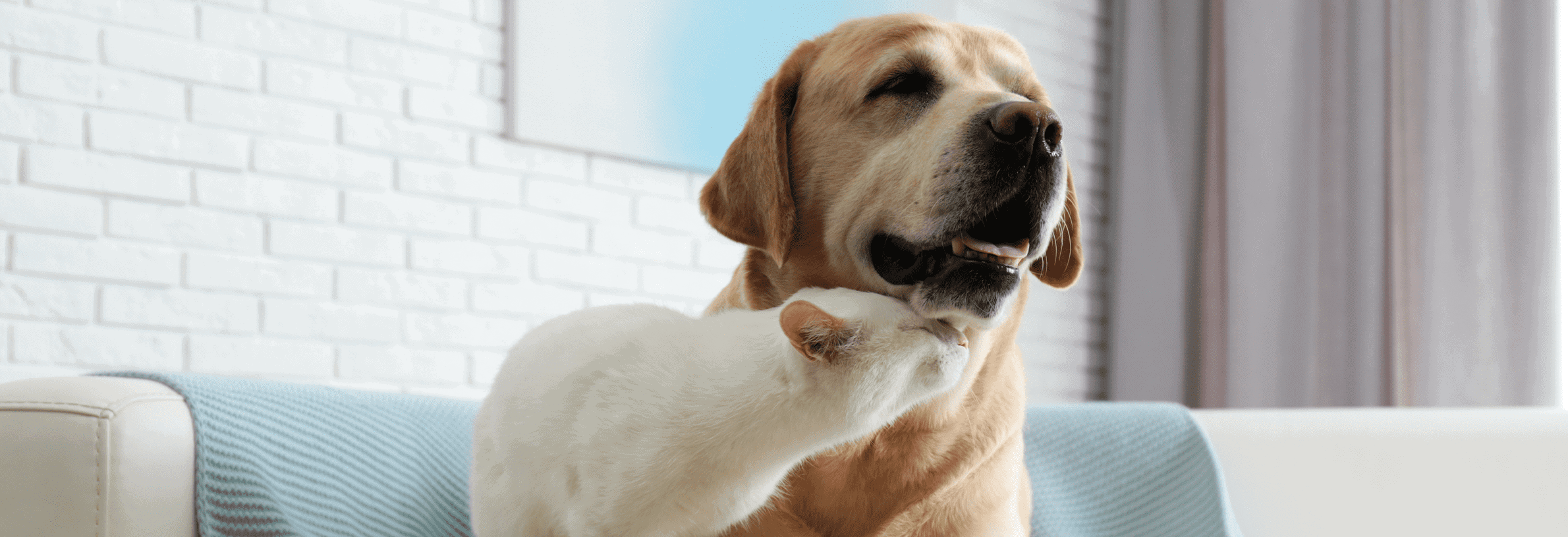 Welke dierenarts kiezen: de juiste keuze!