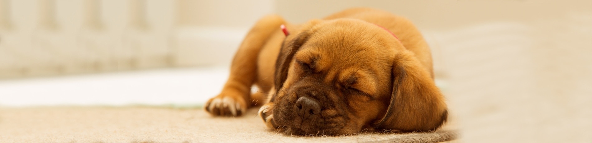 Mijn hond registreren: wat moet ik weten?