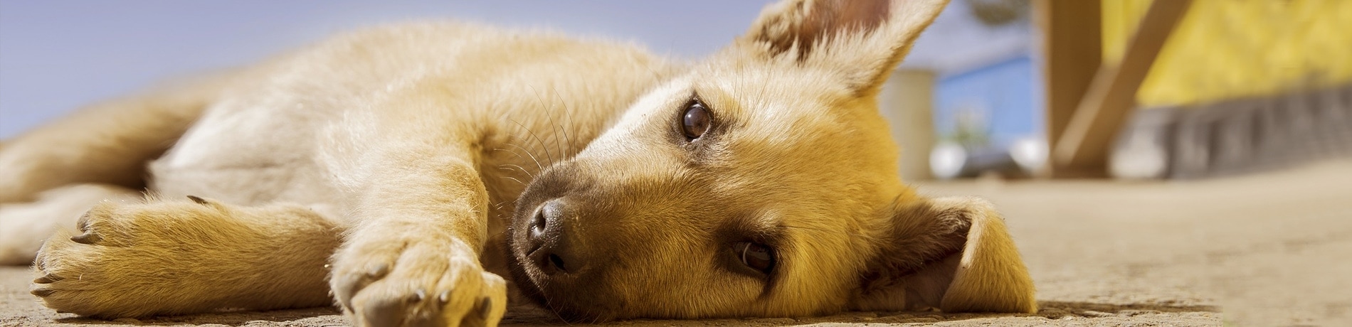 Puppy en kinderen: Hoe laat ik ze aan elkaar wennen?