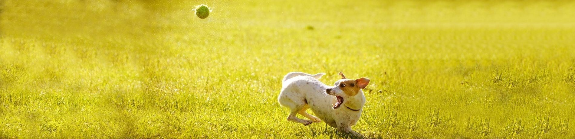 Puppy speelgoed: de leukste speeltjes voor puppy’s