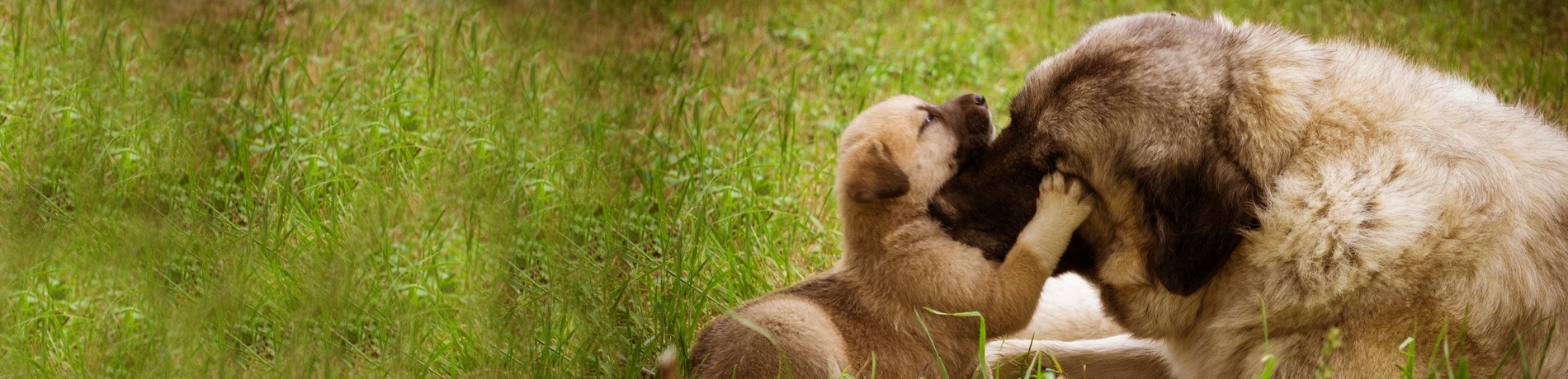 Welke pup kiezen uit het nest?