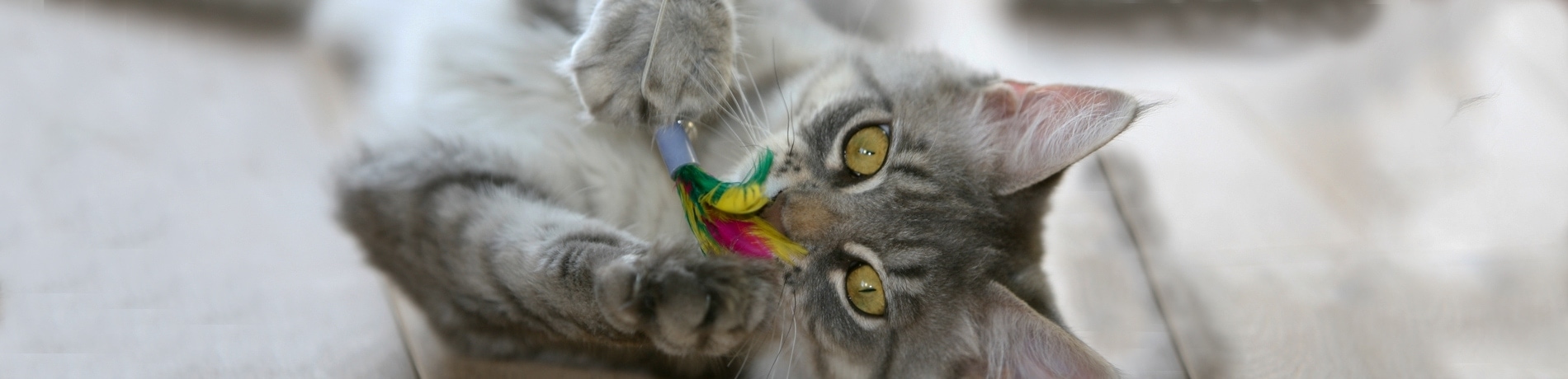 Is een kerstster giftig voor katten?