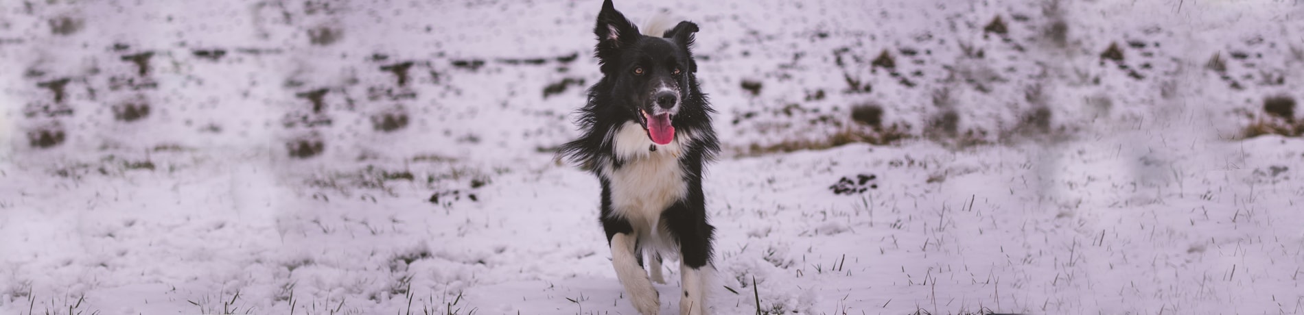 Kunnen honden het koud hebben?