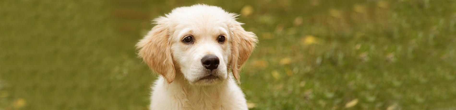 18 redenen om je hond wél of niet te verzekeren