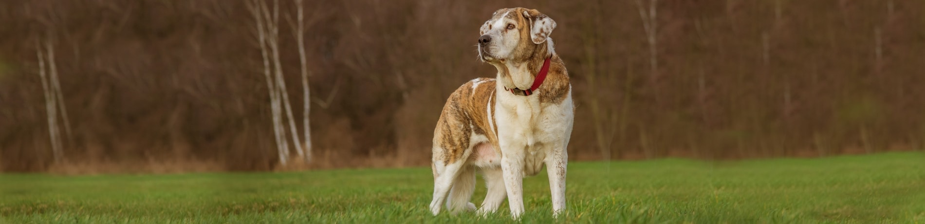 Hond warm houden in de winter: 5 tips!