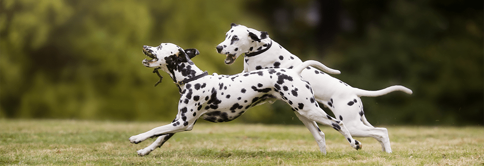 Je hond wel of niet verzekeren?