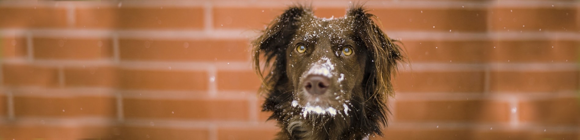 Tot welke temperatuur kan een hond buiten blijven?