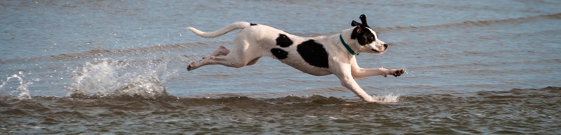 Hond afvallen: zo doe je dat!