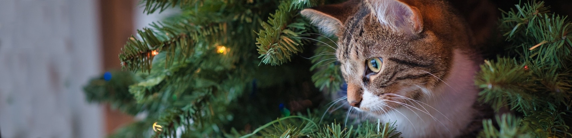 11 dingen die je huisdier niet mag hebben tijdens kerst!