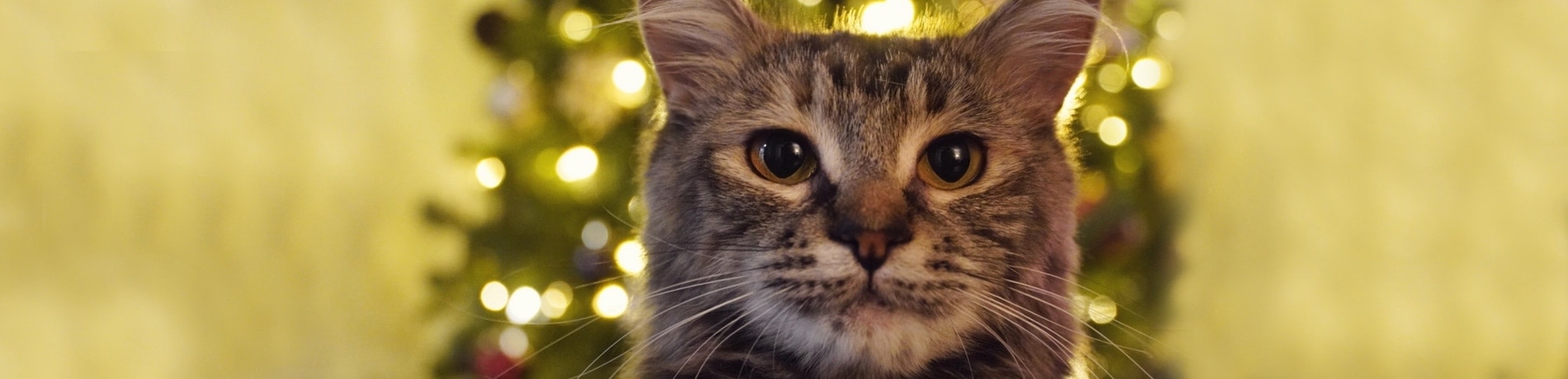 Kerstboom tegen katten beschermen: 6 tips!