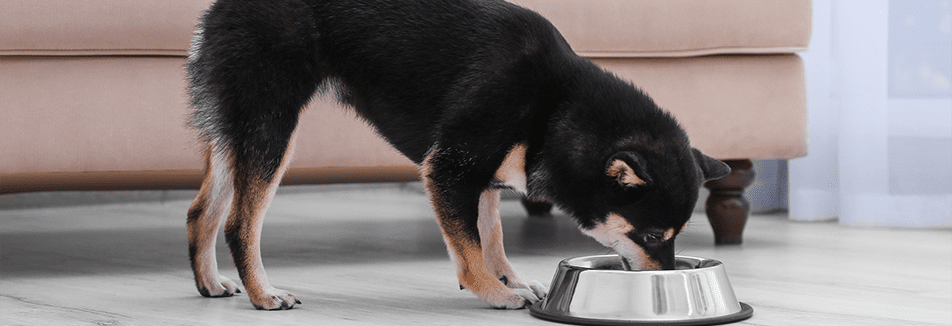 #Petplankookt: stoofpotje met hondenbiertje!