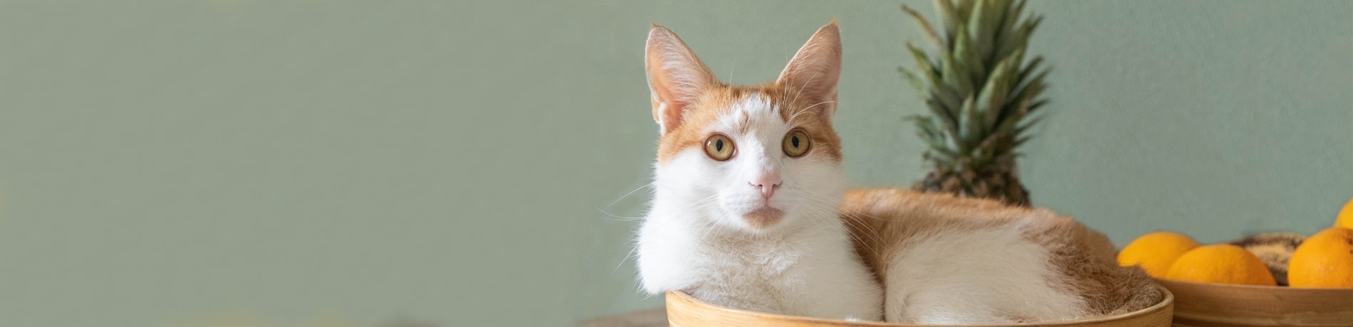 Zelf kattenvoer maken: een heus kerstdiner!
