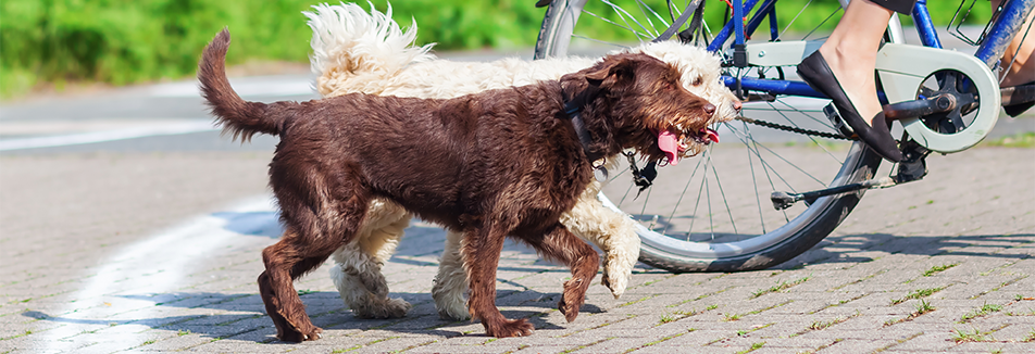 Fietsen met de hond: hier moet ik op letten!