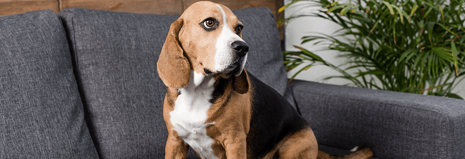 Stress bij honden, wat kan ik doen?
