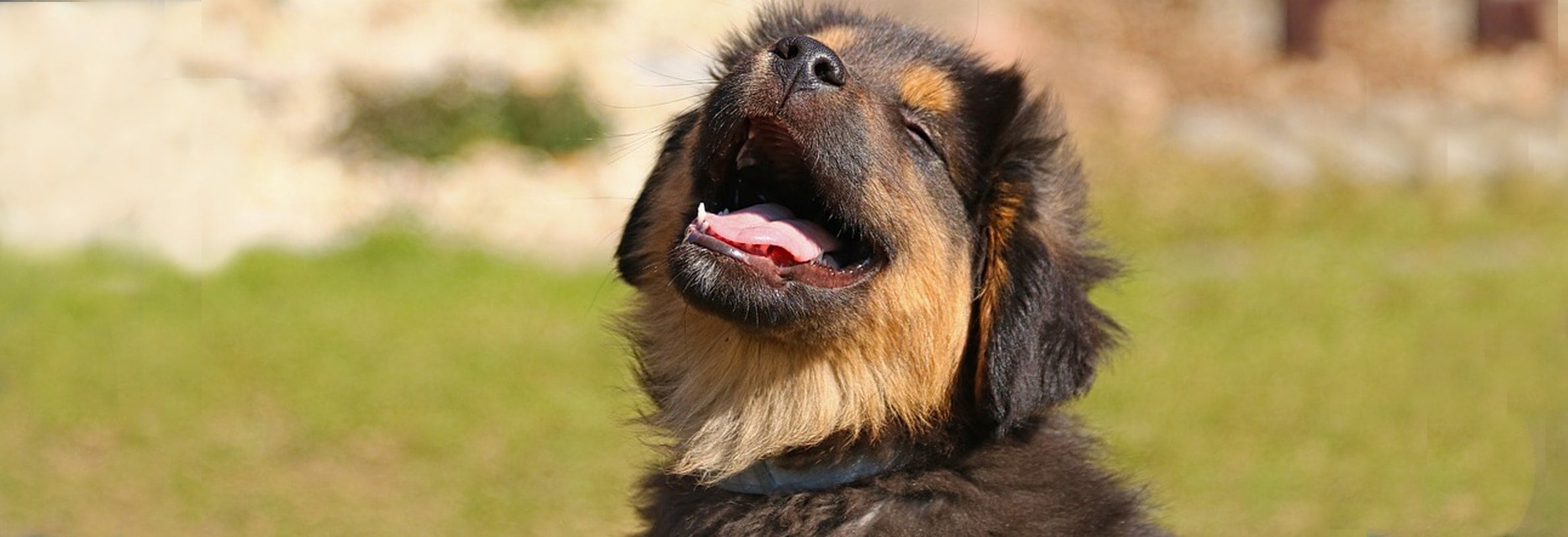 Lichaamstaal hond, wat moet ik weten?