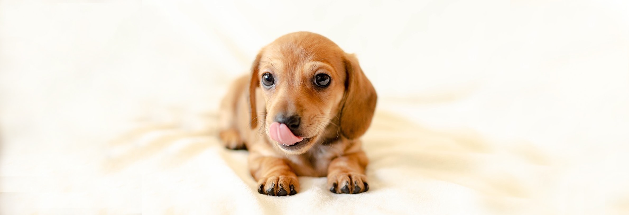 Waarom likt een hond zijn baas?